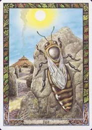 Druid Animal cover