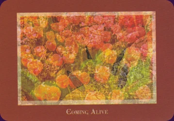 Gaia's Vision Oracle Cards cover