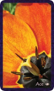 Gratitude cover